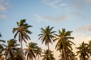 Palm Trees and Mobile Friendly Websites